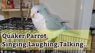 Best Talking Quaker Parrot  8 Months Old Quaker Parrot Talking  Monk Parakeet Saying Hi 👋 [upl. by Elamef]