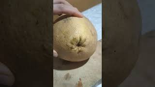 asmrcutting picking peeling pomelo tropicalfruit satisfying viralvideo viralshorts shorts [upl. by Akcirred217]