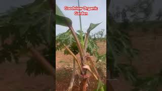 Goodview organic garden  KARAIKUDI agriculture villagelife [upl. by Deste]