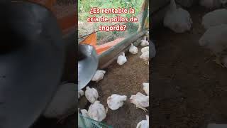 💱¿ES RENTABLE LA CRIA DE POLLOS🐣🐣🐔 [upl. by Eonak316]