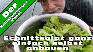 Schnittsalat  Babyleafsalat ganz einfach anbauen [upl. by Bart]