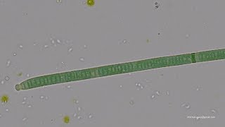 Cianobacteria Oscillatoria video acelerado  Cyanobacterium Oscillatoria high speed video [upl. by Nogras]