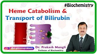 Heme Catabolism And Transport Of Bilirubin  Medical Biochemistry by Dr Prakash Mungli [upl. by Glynas]