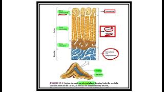 Arenal gland physiology MRCS question solve CRACK MRCS [upl. by Anaibib]