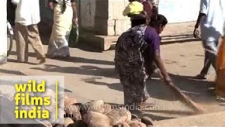 Woman sweeping streets in Chandragiri Karnataka [upl. by Renick]