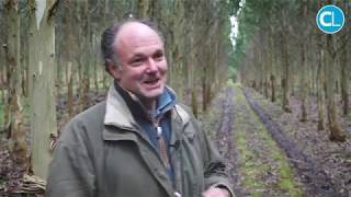 First UK commercial eucalyptus plantation is in Cornwall [upl. by Dloraj796]