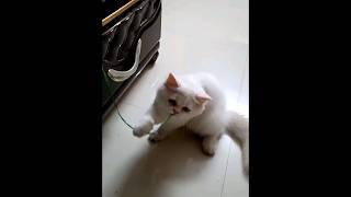 reels kittenish kittenoftheday babycat kittenvideos kittenplay persiancatvideos [upl. by Atinehc]