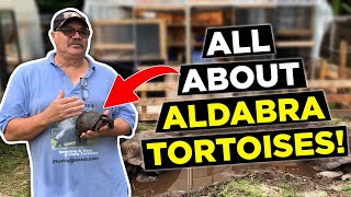 How Fast do Tortoises Grow  Comparing Aldabra Tortoise from Young to Old [upl. by Herman]