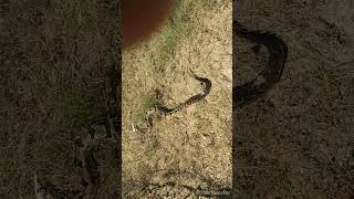 Timber Rattler Killed at Meadville Ball field Entrance [upl. by Romy]