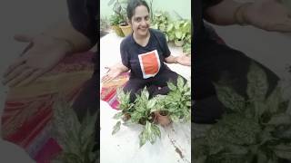 Plant divisionquotएक पौधे से बनाएँ ढेरों पौधेquot plants propagation gardening gardeningtips [upl. by Qerat743]