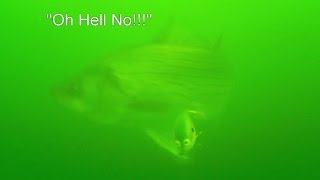 Underwater Reality TV  Water Wolf  White Bass Hybrid Striped Bass [upl. by Amandy599]