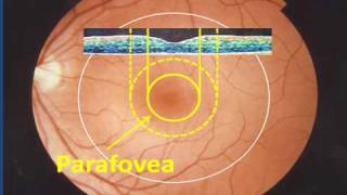 Central Retina  Part 2 of a Patients Description of the Retina [upl. by Fachanan]