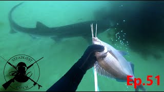 Catching Dinner With a 20 Pole Spear  GIANT SHARK  Ep51  Spearfishing Tory Channel [upl. by Yrffoeg348]