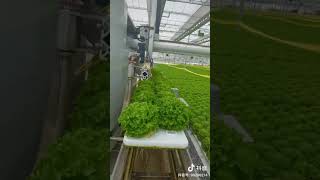 Digital farming in China technology shorts [upl. by Thorfinn606]