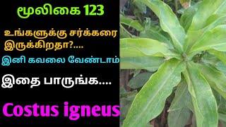 இன்சுலின் செடி மூலிகைcostus igneusinsulin plantAlasal [upl. by Allicirp]