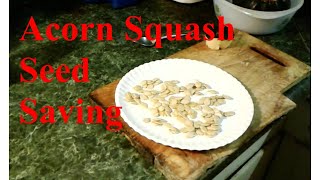 Acorn Squash Seed Saving [upl. by Artinak29]