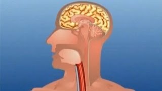 Learn Human Body Part  Internal  Kids Educational Video [upl. by Ettari]