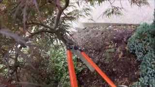 HOW TO Limbup a Laceleaf Japanese Maple [upl. by Rosol]