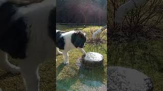 Puppy Orton plays with water🐕🚿😊 puppy funny dog landseer [upl. by Wengert548]