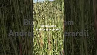 Native Grasses  Big Bluestem [upl. by Ewall]