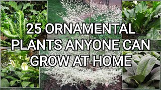 Easy to Grow Ornamental Plants  Plants in the Philippines [upl. by Yrogerg]