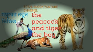 A Tiger Attacks a peacock feather and down video bro call me [upl. by Annasoh]