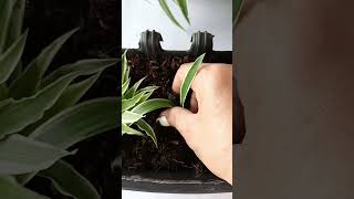 Dracaena fragrans plantsubscribe support gardening video [upl. by Alleris]