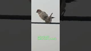 Indian silverbill  whitethroated Munia 🐣🐣🐣🐣🐣🐤🐤🐤🐤🐤 [upl. by Ori]