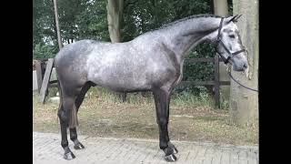 quotJornian Bluequot gelding born 2014 by Zirocco Blue x CanturanoFOR SALE [upl. by Ynohtnaed]