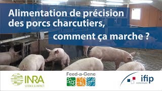 Alimentation de précision des porcs charcutiers  comment ça marche [upl. by Arsi]