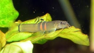 Tribanded Sumo Loach Schistura cf balteata Species Spotlight [upl. by Nnylyar]