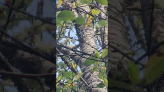 Redbreasted Sapsucker hard at work nature birds woodpecker [upl. by Aba878]