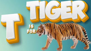 ABC alphabet  T is for Tiger  ABC Animals  Learn animal  Educational Animal videos [upl. by Haskell762]