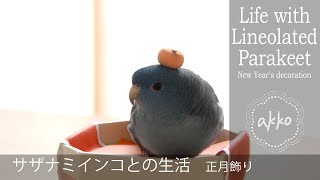 Life with Lineolated Parakeet 016 New years decoration サザナミインコとの生活 正月飾り [upl. by Grethel]