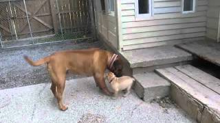 Bullmastiff Puppies 8 weeks old [upl. by Eanom]