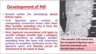 PART 1 HISTOLOGY OF PERIODONTAL LIGAMENT [upl. by Itaws]