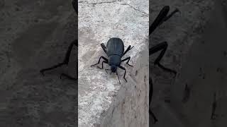 Darkling beetle 93 lunacounty newmexico nature darklingbeetle wildlife insects beetle [upl. by Hadik]