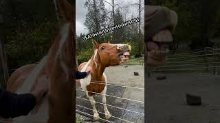 She Puts Christina Aguilera To Shame This Horse Has Got Pipes 🎵🎤horses shortsfeed funny [upl. by Vicky]