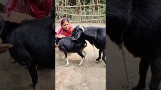 Goat Farming Business Idea। animal lover shortvideo shorts sortsvideo 2024 sorts ৫dec e২ [upl. by Annissa]