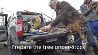 Bench grafting full term trees with the SCIONON SGC2DSU [upl. by Prissy]