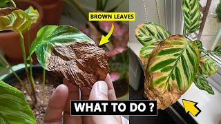 5 Reasons Calathea leaves turning brown and crispy [upl. by Durante832]