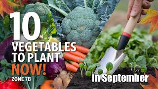 10 WarmSeason Vegetables to Plant in September for a Thriving Zone 7b Garden [upl. by Bluefarb]