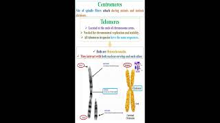 Centromeres and Telomeres geneticteacher [upl. by Niwrehs]