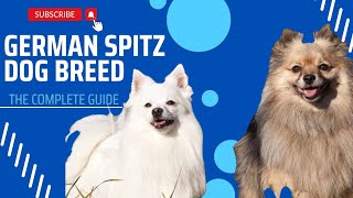 German Spitz Dog The Complete Guide In Hindi [upl. by Eigroeg]