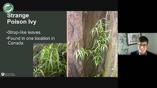 ELA Webinar Poisonous Anacardiaceae Poison Ivy and Beyond with Dr Susan Pell [upl. by Sankey]