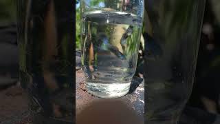 sarival fish aquarium fish fish shortsvideo shorts trending [upl. by Zasuwa]