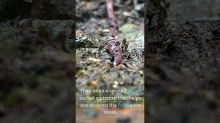 How does an earthworm eat [upl. by Ahsem]