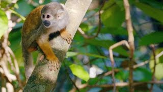 This Human Feature Gives Squirrel Monkeys Their Precise Grip [upl. by Rogerg]