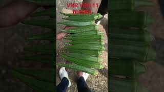 VNR Bhindi VBH 11  Okra crops Ladyfinger vegetable Indian farming  greenvegetables [upl. by Daph]