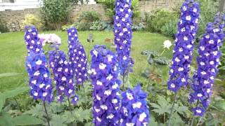 Delphinium Nimrod Larkspur [upl. by Ailongam]